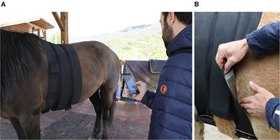 Inside the Interaction: Contact With Familiar Humans Modulates Heart Rate Variability in Horses